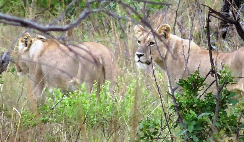 Pic (7).jpg - Bei Wild Ivory Lodge